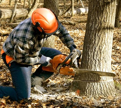 Tree Removal in Kaplan, LA